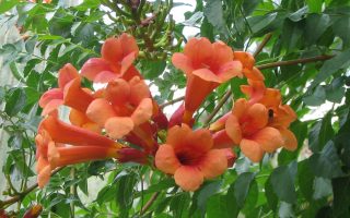 Campsis grandiflora 70 cm