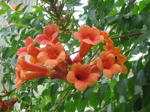 Campsis grandiflora 70 cm - Obrázek 1