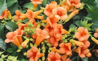 Campsis 'Indian Summer'® 70 cm