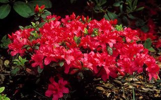 Azalea (J) 'Melina' 20–30 cm
