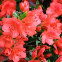 Azalea (J) 'Moederkensdag' 20–30 cm