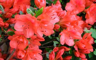 Azalea (J) 'Moederkensdag' 20–30 cm