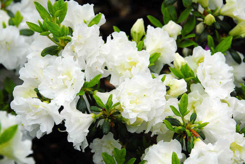 Azalea (J) 'Mary Helen' 20–30 cm - Obrázek 1