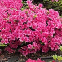 Azalea (J) 'Michiko'20–30 cm