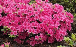 Azalea (J) 'Michiko'20–30 cm