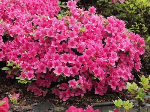 Azalea (J) 'Michiko'20–30 cm - Image 1