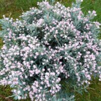 Andromeda polif. 'Blue Lagoon' 20–25cm