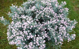 Andromeda polif. 'Blue Lagoon' 20–25cm