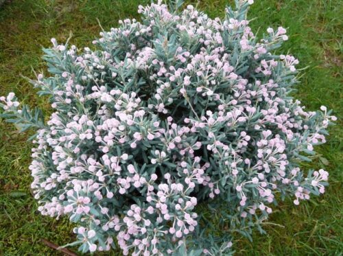 Andromeda polif. 'Blue Lagoon' 20–25cm - Obrázek 1