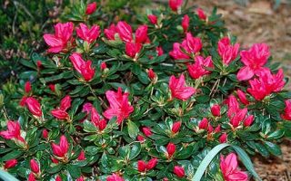 Azalea (J) 'Anne Frank' 20–30 cm