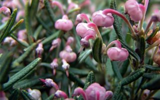 Andromeda polifolia 'Compacta'
