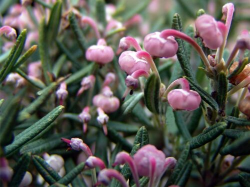 Andromeda polifolia 'Compacta' - Obrázek 1