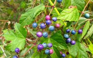 Ampelopsis glandulosa 'Elegans' 40+