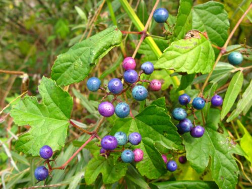Ampelopsis glandulosa 'Elegans' 40+ - Obrázek 1