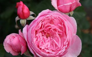 ROSA KORDES 'Kiss me Kate'®