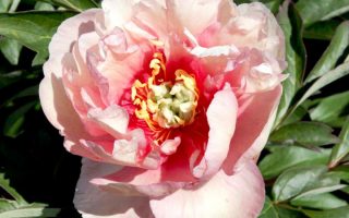Paeonia ´Itoh´ Hybridní pivoňka křovitá, Itoh, P 21