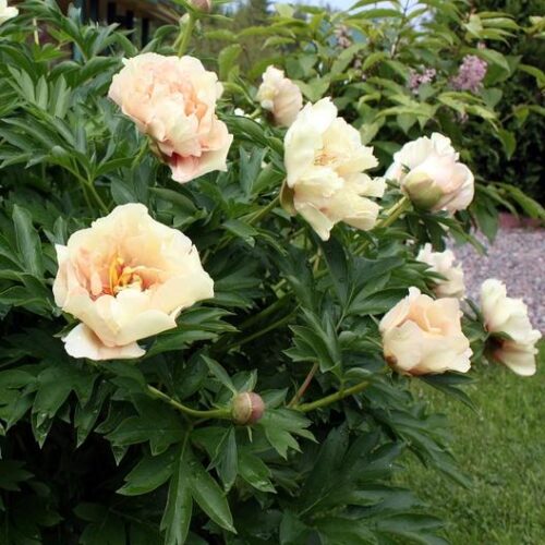 Paeonia ´Itoh´ Hybridní pivoňka křovitá, Itoh, P 21 - Obrázek 2