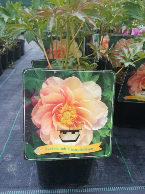 Paeonia ´Itoh´ Hybridní pivoňka křovitá, Itoh, P 21 - Obrázek 3
