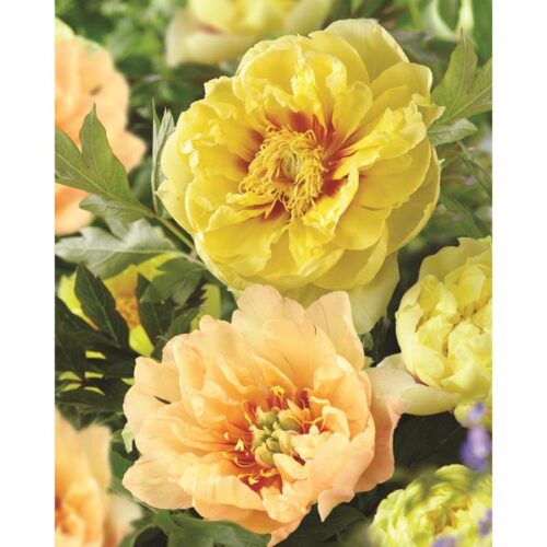 Paeonia ´Itoh´ Hybridní pivoňka křovitá, Itoh, P 21 - Obrázek 4