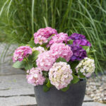 Hydrangea macrophylla 'Three Sisters'®