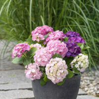Hydrangea macrophylla HR Three Sisters' – P 25 / C7L