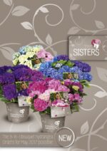 Hydrangea macrophylla 'Three Sisters'® - Obrázek 7