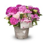 Hydrangea macrophylla 'Three Sisters'® - Obrázek 5