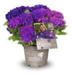 Hydrangea macrophylla 'Three Sisters'® - Obrázek 4