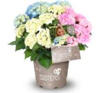 Hydrangea macrophylla 'Three Sisters'® - Obrázek 2