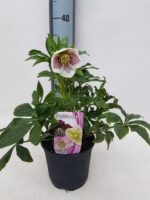 Helleborus orientalis 'Conny®' - Čemeřice východní 'Conny®' - Obrázek 3