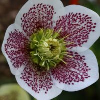 Helleborus orientalis 'Conny®' - Čemeřice východní 'Conny®'
