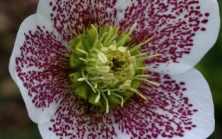 Helleborus orientalis 'Conny®' - Čemeřice východní 'Conny®'