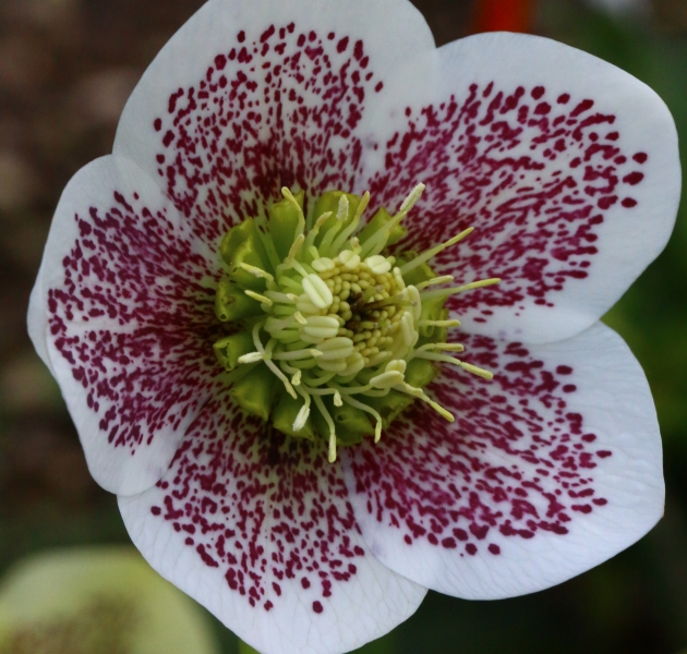 1530PQ-sp-conny-card-tall Helleborus orientalis 'Conny®' - Čemeřice východní 'Conny®' - Obrázek 1