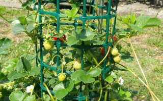 Pnoucí jahodník - P10