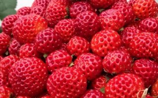 Malinová jahoda 'Framberry'®- P10 (malinojahoda)