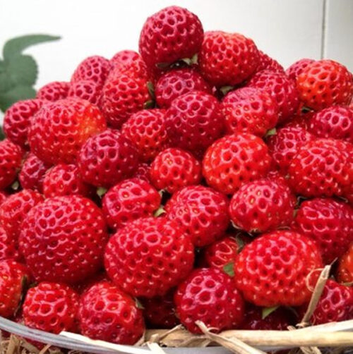 Malinová jahoda 'Framberry'®- P10 (malinojahoda) - Obrázek 1