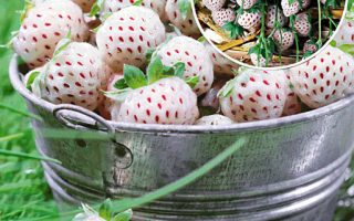 Ananasový jahodník - P10