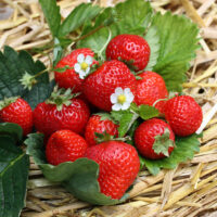 Jahody – sazenice 'Ostara', 10-pack