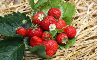 Jahody – sazenice 'Ostara', 10-pack