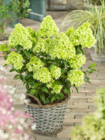 Hydrangea paniculata 'Little Lime'® - Obrázek 2
