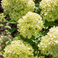 Hydrangea paniculata 'Little Lime'® - Kontejner 2 l, v. 20-30 cm