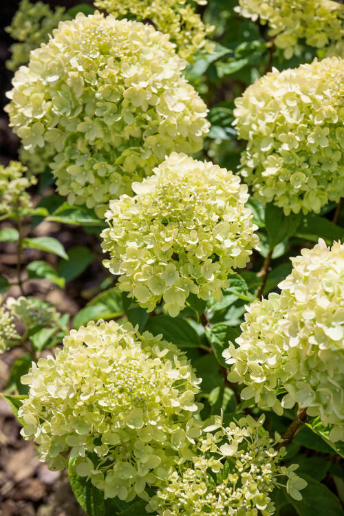 Hydrangea paniculata 'Little Lime'® - Obrázek 1