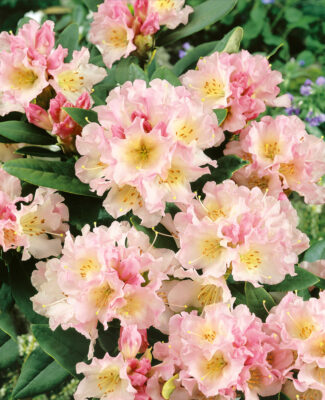 Rhododendron 'Horizon Monarch'