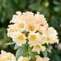 Rhododendron 'Saffrano' - C10L 30-40 CM