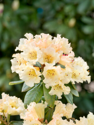 Rhododendron 'Saffrano'