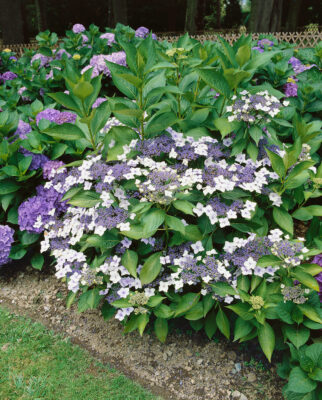 Hydrangea serrata 'Bluebird'