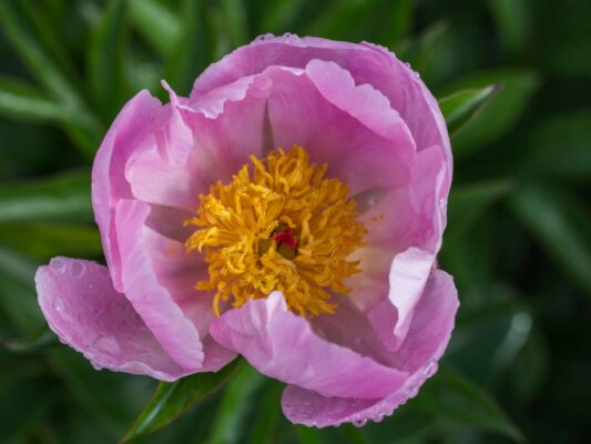 Paeonia lactiflora 'Nymphe'