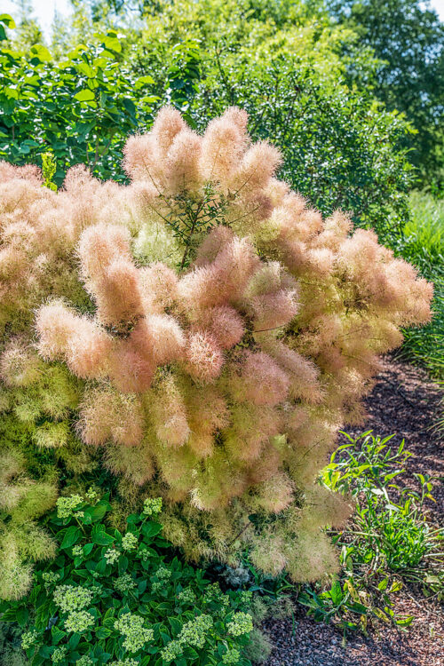 Cotinus coggygria 'Young Lady'® - Obrázek 1