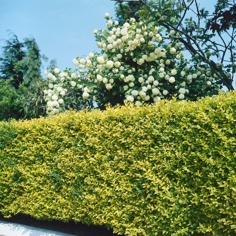Ligustrum ovalifolium 'Aureum'