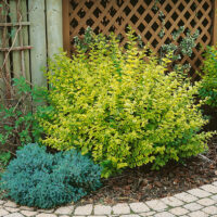 Ligustrum ovalifolium 'Aureum' - Kontejner 2 l, v. 20-30 cm
